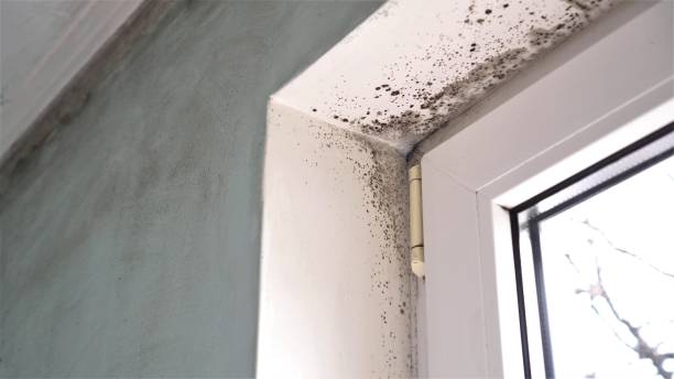 Best Toxic Mold Removal  in Terrace Park, OH