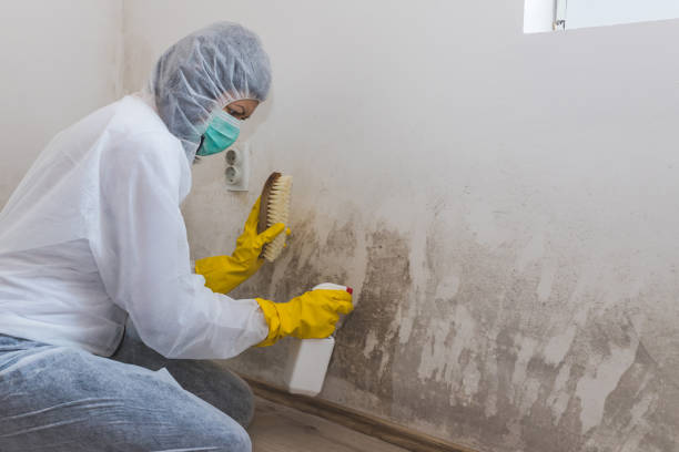 Certified Mold Removal