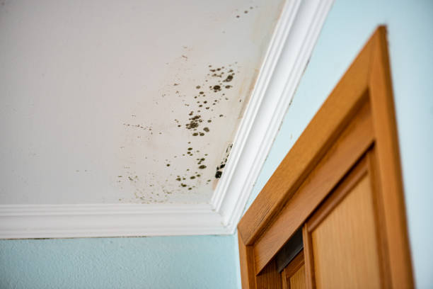 Best Commercial Mold Removal  in Terrace Park, OH