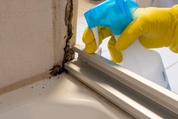 Best Black Mold Removal  in Terrace Park, OH