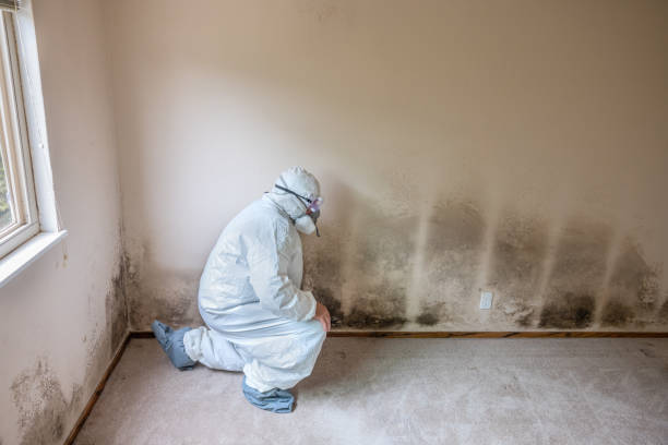 Best Attic Mold Removal  in Terrace Park, OH